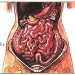 Does The Appendix Have Any Use - Dr Lynn Tan appendix-usage-1