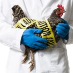 Avian Flu, Coxsackie & The Immune System avian-flu-coxsackie-1