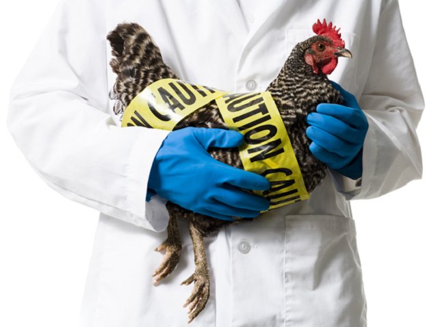 avian-flu-coxsackie-1