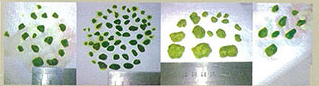 testimony-choose-healthy-2